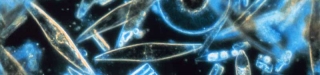Kuva 1. Merijäässä elävää kasviplanktonia mirkoskoopilla tarkasteltuna