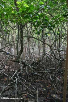 Kuva 2. Mangrove -kasvillisuutta